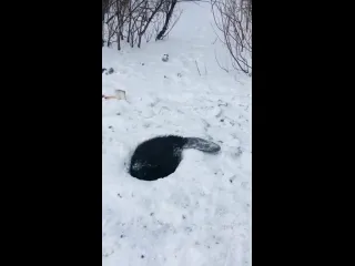 Делали прорубь для забора воды неожиданно прибежал бобр и нырнул в лунку беда в том что до воды ещ не дошли