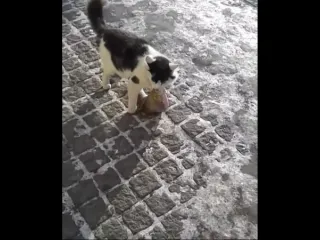 Летящей походкой