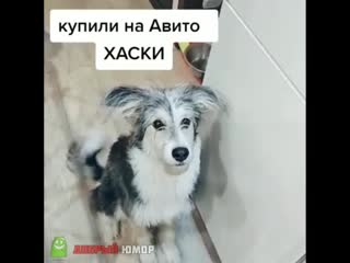 Купили на авито