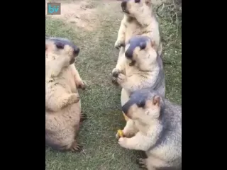 Жруны