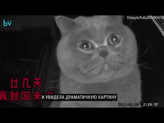 Кот остался один дома и плакал на камеру наблюдения от одиночества