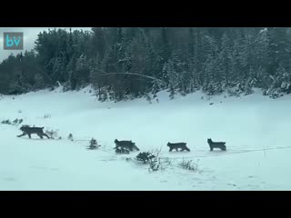 Большая семья рысей переходит дорогу