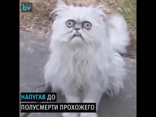 Самый страшный кот