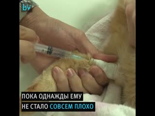 Девушка спасла котика который умирал от истощения после предательства