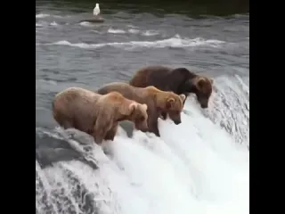 Мохнатые рыболовы