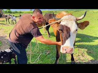 Дом у дороги деревенская жизнь мы купили корову пополнение в хозяйстве наша ферма жизнь простых людей в дерев