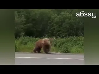 Бесстрашный житель камчатки хотел покормить медведя из рук