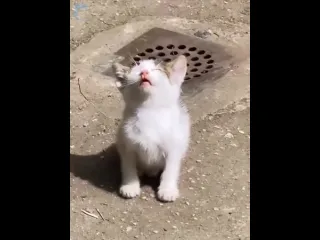 Котик на кайфах