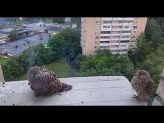 Кондиционеры это не только погода в доме но и в мире животных за окном