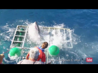 Great white shark cage breach accident 1