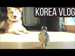 Love korea у нас пополнение korea vlog 1080p