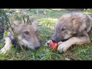 Волк пытается защитить сво яблоко