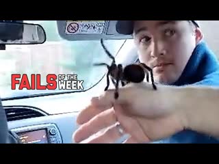 Failarmy pet my spider fails of the week