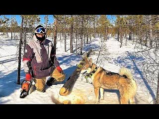 Вс из за метало копа карантин четырнадцатые сутки в тайге связи нет еду на болото строю избу