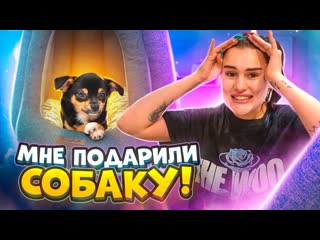 Karina arakelyan мне подарили собаку моя мечта сбылась vlog