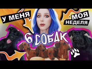 Thekateclapp 6 собак это норма vlog жиза друзья и хрючево