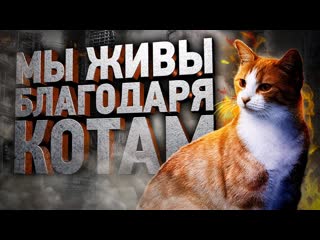 Daifivetop как кошки тайно спасают нам жизнь