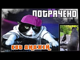 Wasted потрачено кот диджей лучшие приколы 2021 смешные видео и фейлы