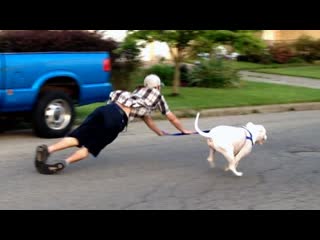 Failarmy old dog new fails dogs failing compilation