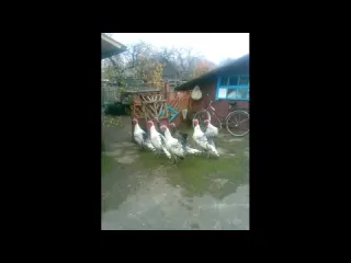 Здравия желаю