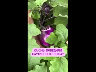 Видео от садовая фея дача сад и огород