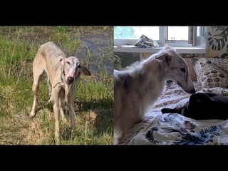 Взлтная полоса канал марии маркиной два альтерэго одной борзой надводная и водная форма собаки