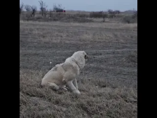 Спасение алабая рифмы и панчи