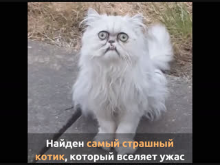 Самый страшный котик в мире