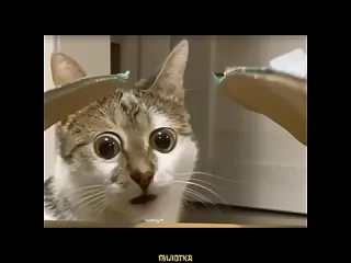 Пилотка