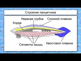 Тип хордовые видеоурок по биологии 7 класс