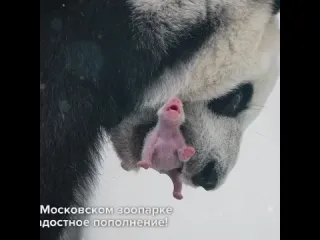 В москве родилась панда рифмы и панчи