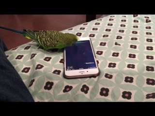 Talking bird activates siri on the iphone by saying hey siri