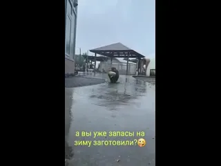 Запасы на зиму все уже успели сделать