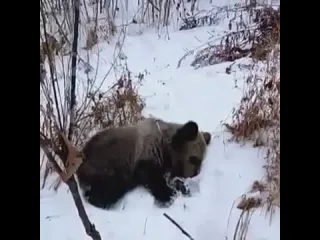 Спасение медвежнка рифмы и панчи