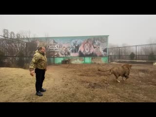 Лев в ярости гек нападает даже на нас а вы говорите милые котики