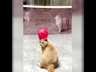 Рыжику не везт
