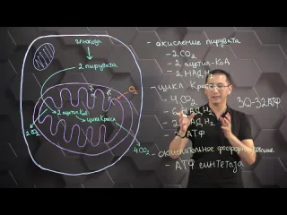 Mekteп online биология синтез аденозинтрифосфорной кислоты аэробный этап распада глюкозы 10 класс