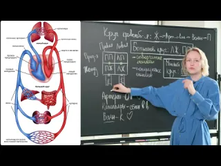 Биология огэ умскул как легко запомнить круги кровообращения человека биология огэ 2023 умскул