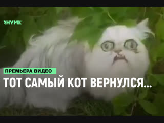 Тот самый кот вернулся рифмы и панчи