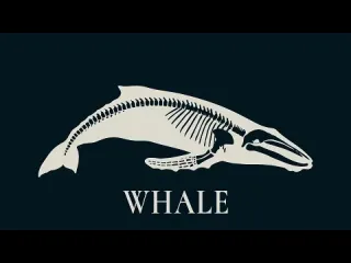 Whalesplaining майор гром справедливость и пропаганда михаил пожарский