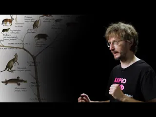 Рбк тренды станислав дробышевский жарит миф теория эволюции человека ошибочна