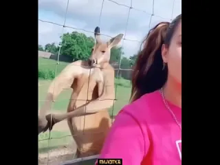Пилотка