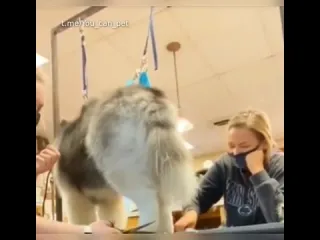 Недотрога