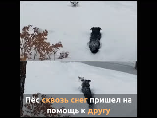 Верный пес пришел на помощь другу