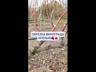 Обрезка виноградника