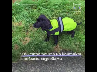 Собачка ариэль родилась с шестью лапами