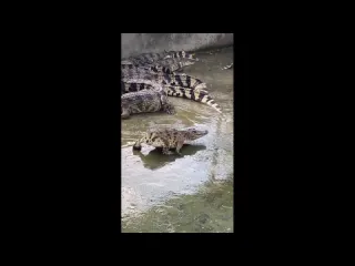 Крокопс