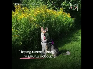 Пес рейвен подружился с котиком из приюта