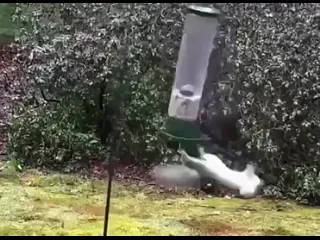 Видео от бешеный кролик