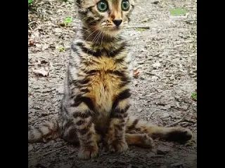 Кошкаспинальница хэнни